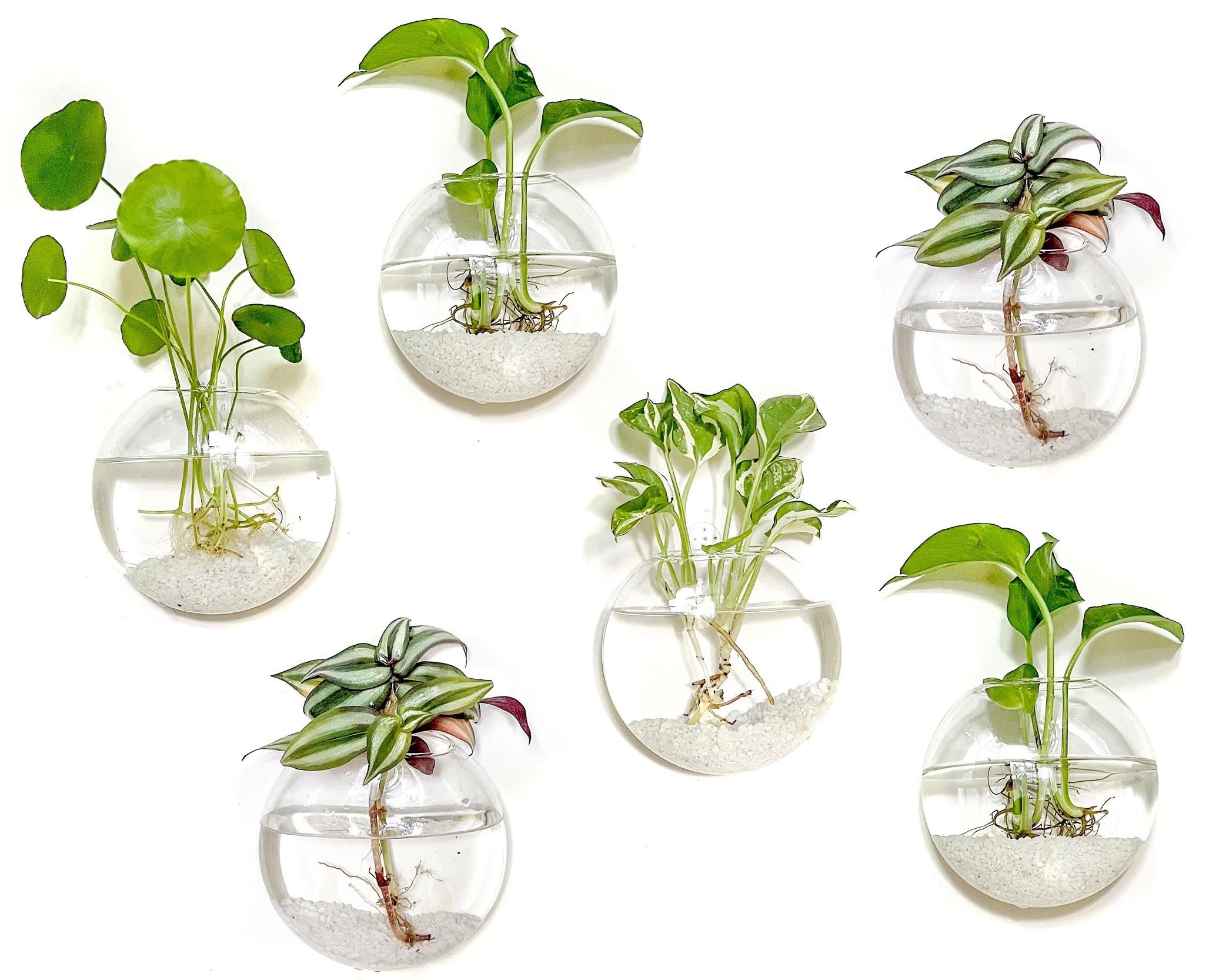 Kingbuy Wall Hanging Glass Planter Propagation Station - 6 Pack Oblate Globe Wall-Mounted Vases for Indoor Hydroponic Air Plants Bathroom Living Room Office Decor Gift for Women, Mom, Plants Lovers