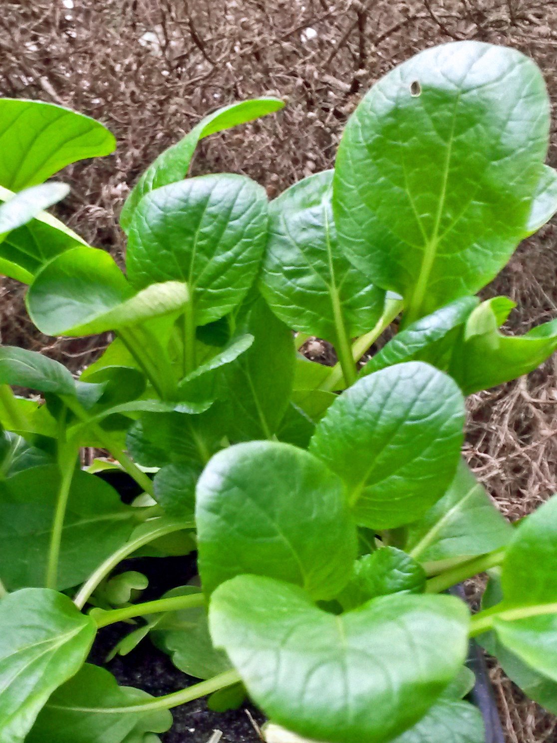 Komatsuna (Brassica rapa var. perviridis) 300 nasion Japoński szpinak gorczycowy