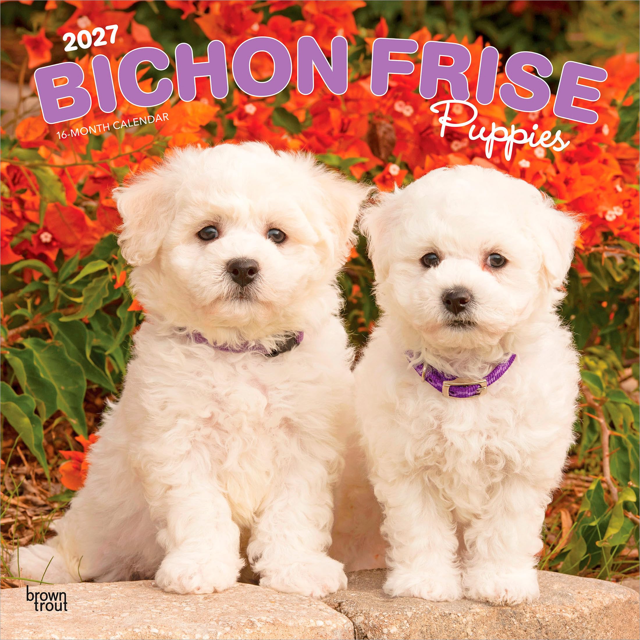 Bichon Frisé Puppies - Bichon Frisé Welpen 2027 - 16-Monatskalender: Original BrownTrout-Kalender [Mehrsprachig] [Kalender] (Bichon Frise Puppies | ... | BrownTrout | Animals Dog Breeds Puppy)
