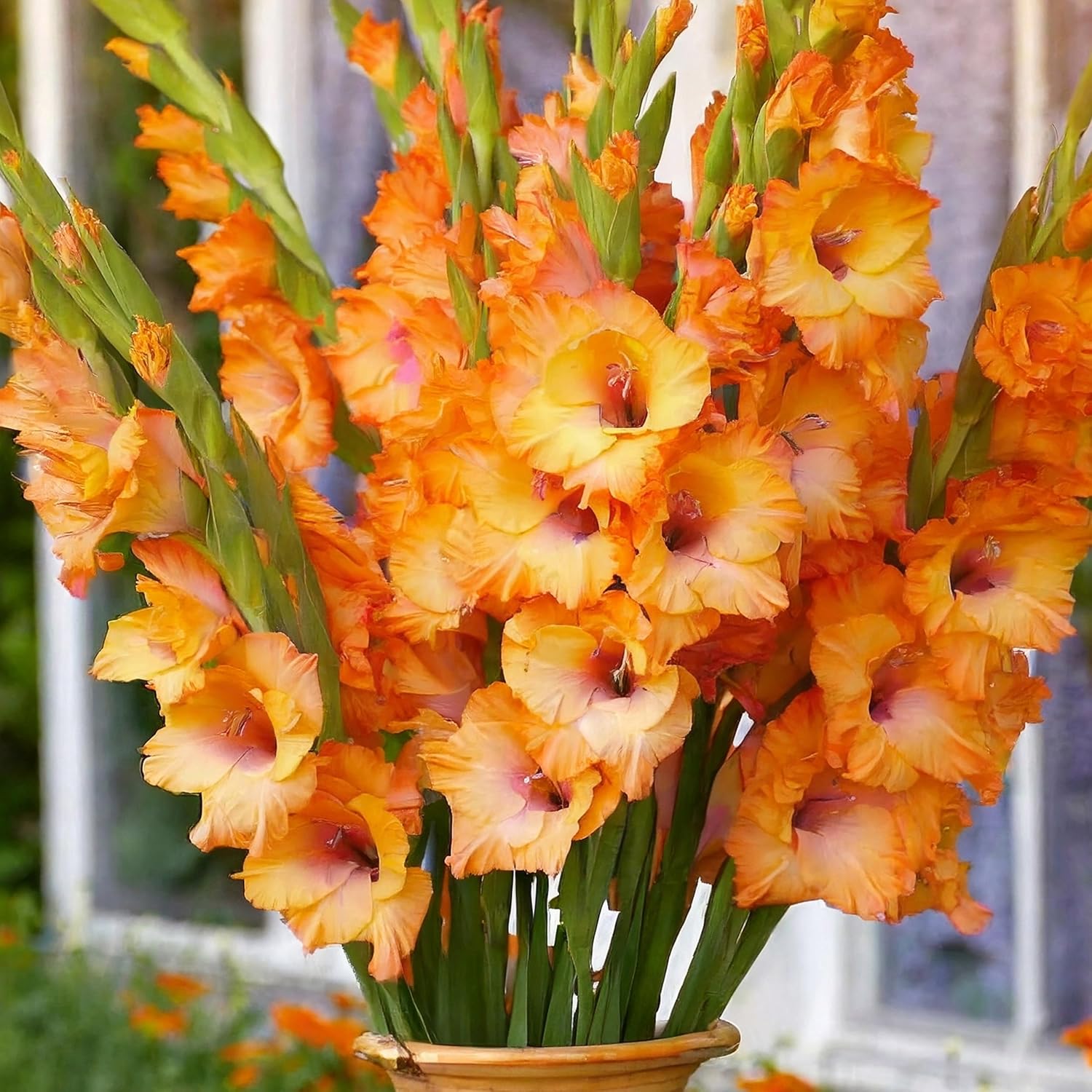 Garden State Bulb Olympic Flame Orange Gladiolus Flower Bulbs, 12/14cm, Spring Planting (Bag of 60)