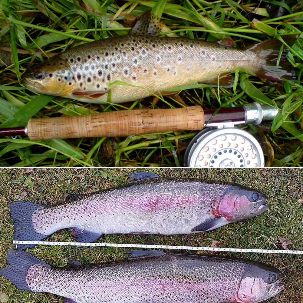 YZD Trout Fly Fishing Flies Collection Dry Wet Nymph Fly Assortment with Fly Box Flyfishing Flys Lures 12/16/18/22/36 Kits
