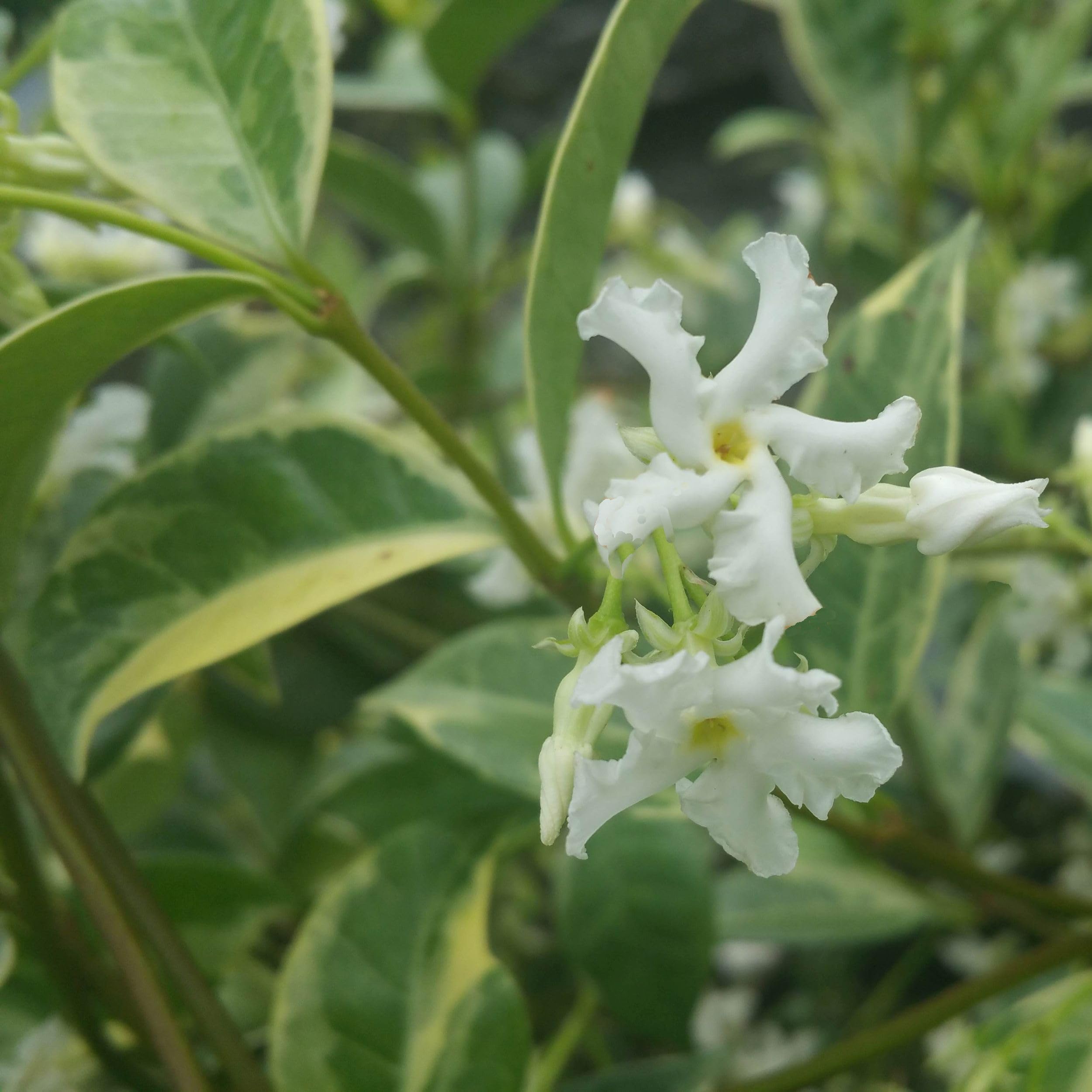 Amazon.com : Variegated Southern Jasmine Vine - Trachelospermum