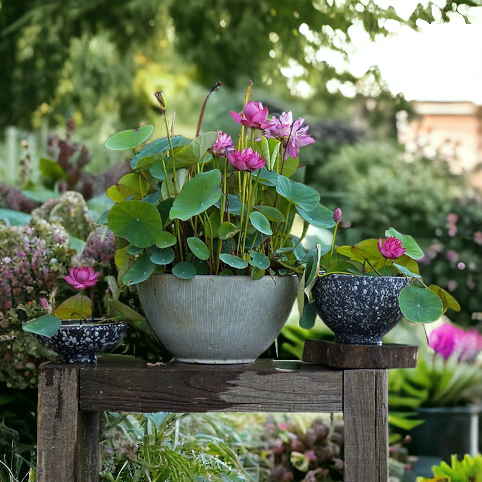 Japanese Premium Lotus Flower Seeds, Dwarf Variety, Multicolour
