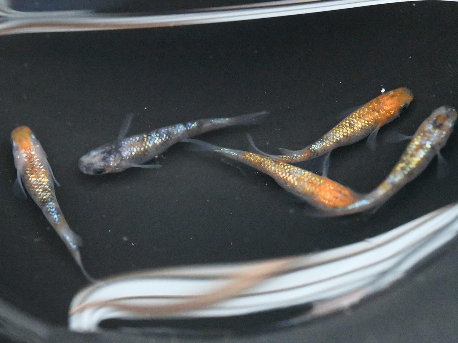 1194円 新作グッ 改良めだか研究販売 Egめだか 三色ラメ幹之 稚魚５匹 めだか メダカ 生体