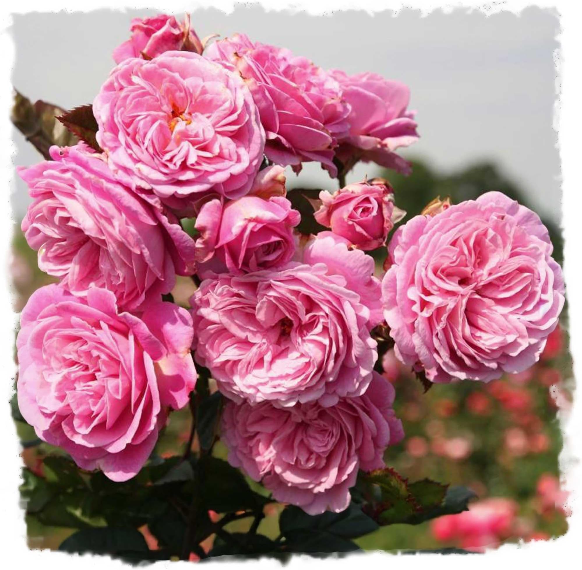 Summer Romance Rose Live Plant 1.5 Gallon Potted, Very Fragrant Pink Flowers, Own Root Floribunda, Stargazer Perennials