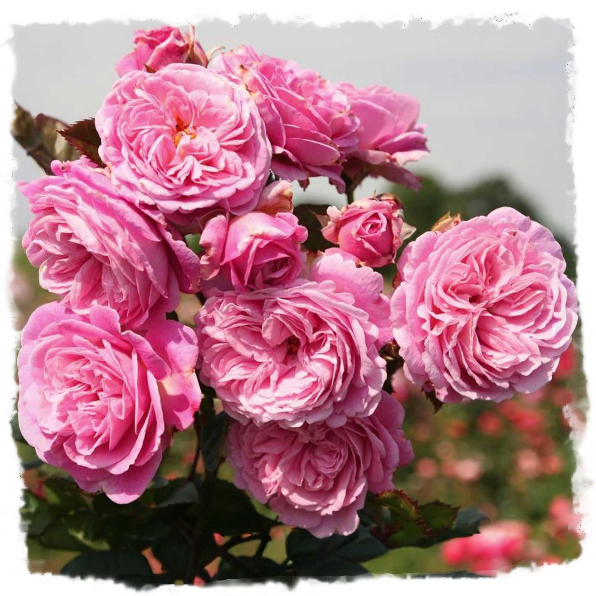 Summer Romance Rose Live Plant 1.5 Gallon Potted, Very Fragrant Pink Flowers, Own Root Floribunda, Stargazer Perennials