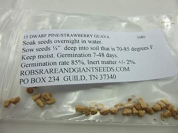 7 Dwarf Pineapple/Strawberry Guava Seeds- 1080, brown