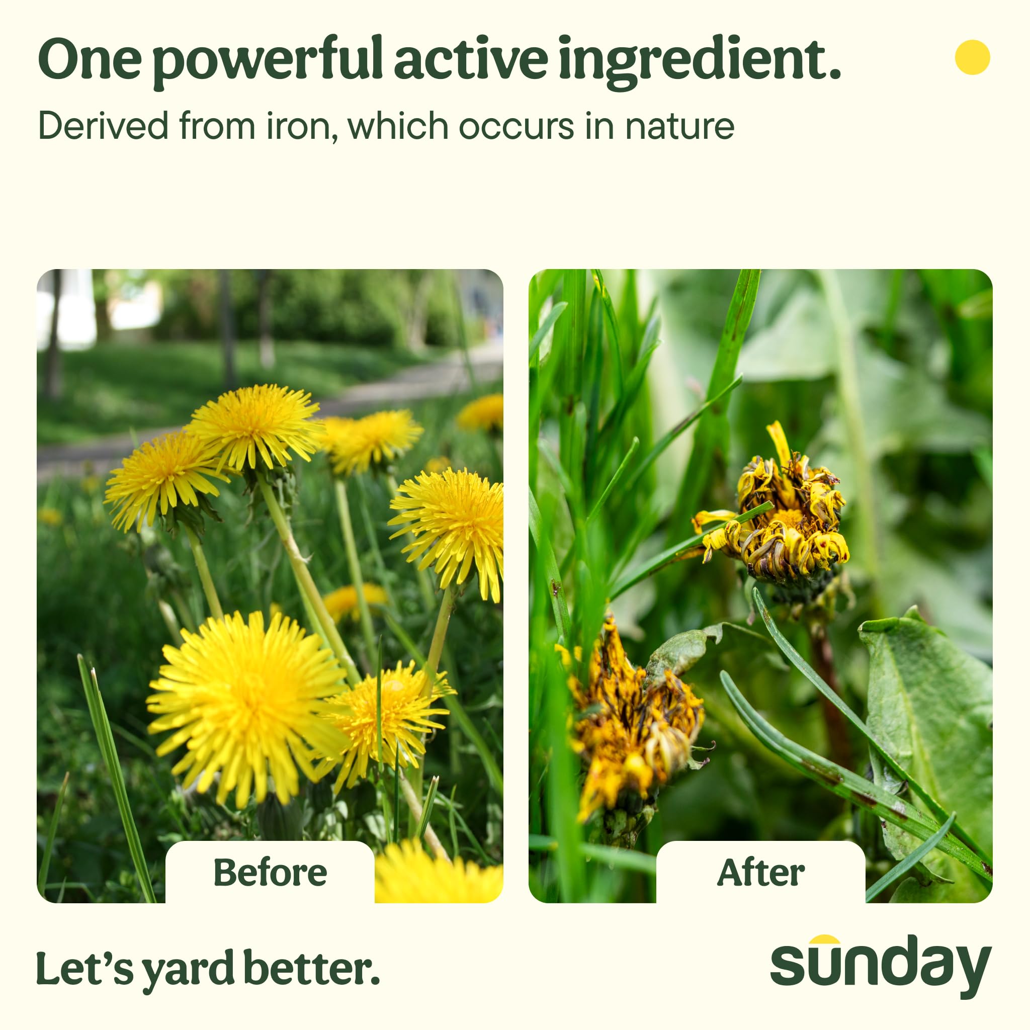 Amazon.com : Sunday Dandelion Doom Concentrate Kit, Lawn Weed Killer for  Spot Treatment, Kills Dandelion, Clover, Chickweed, Moss Without Harming  Grass, (2) 5 fl oz Concentrate + Reusable Pouch + Wand Sprayer : Home &  Kitchen