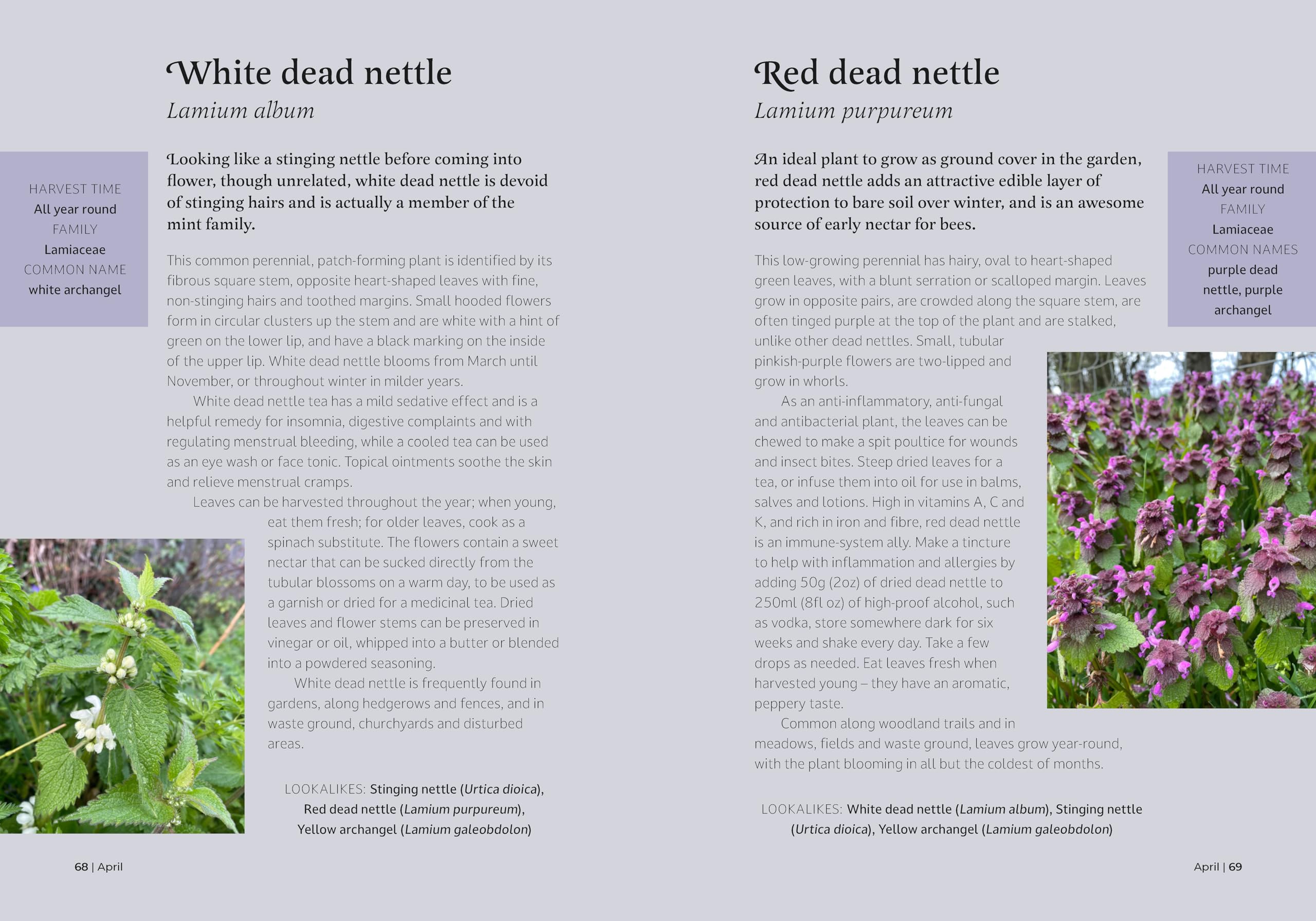 The Forager's Almanac: A year of sustainable foraging, wildcraft and recipes