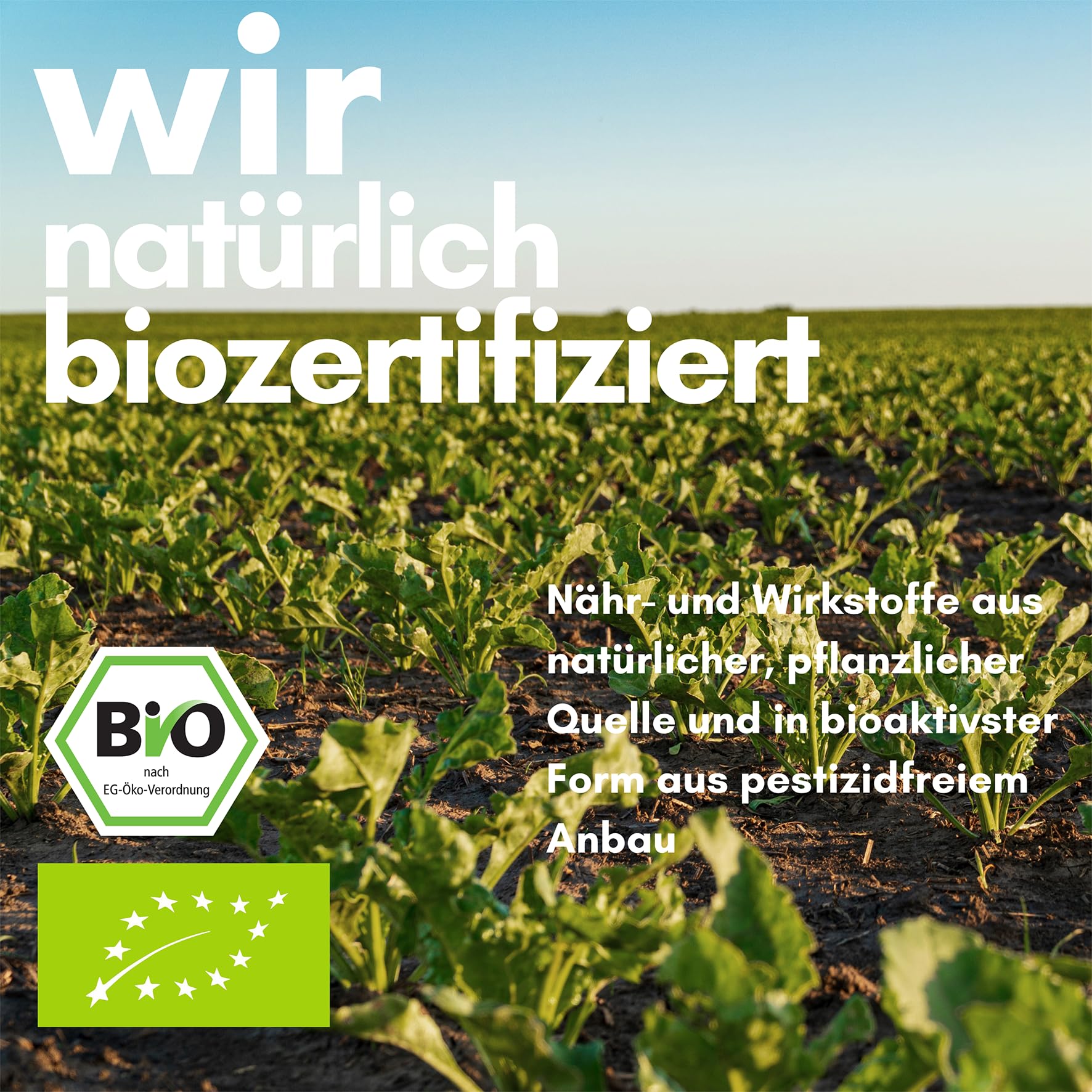 Vitaconcept | Fermentierter Roter Reis 600mg | 120 Kapseln | vegan | Roter Reis Extrakt 3:1 hochdosiert Red Rice mit Monacolin K | laborgeprüft | Monascus purpureus