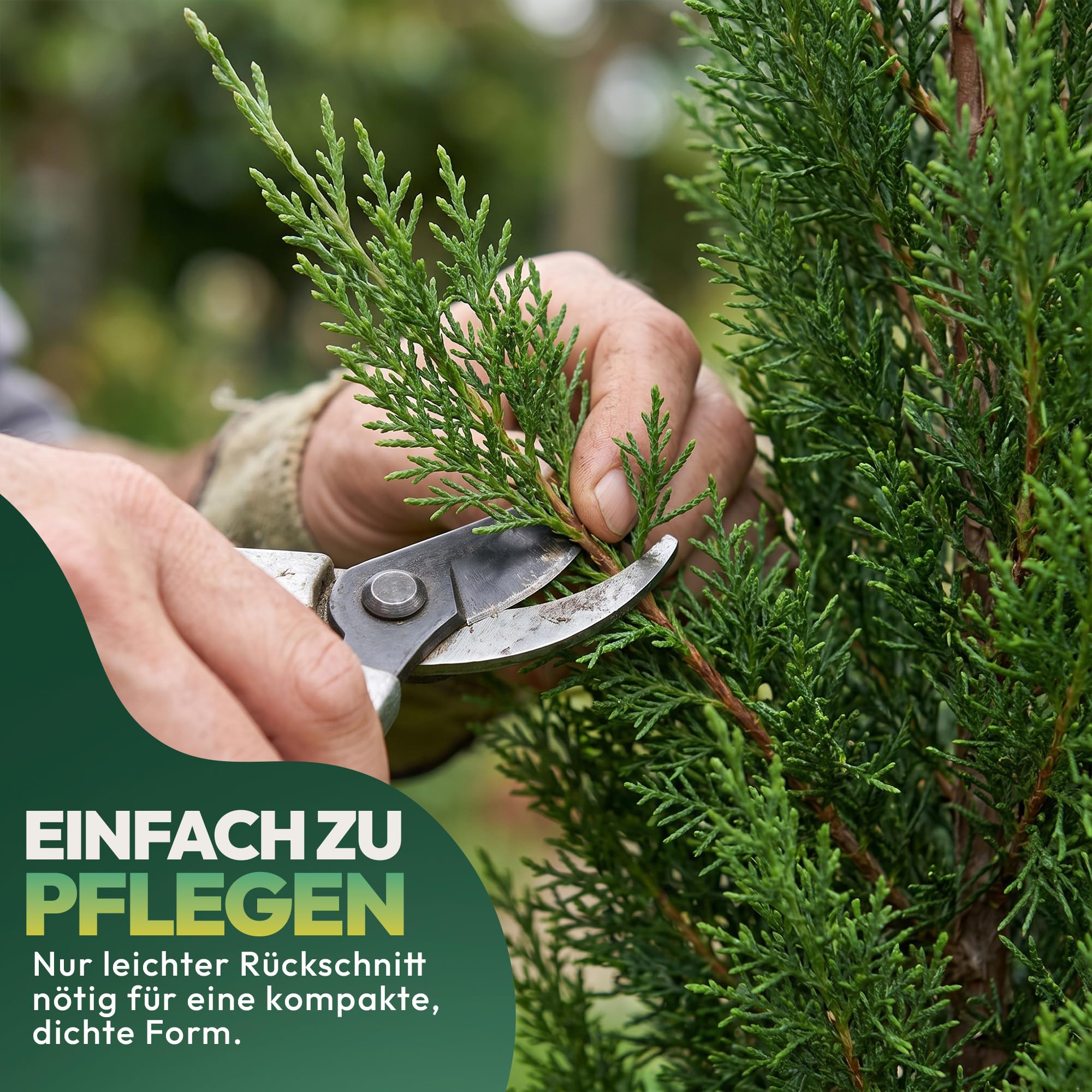 10er Set Cupressus Semper Virens XL 150 cm - Zypresse Winterhart bis -20º - Sichtschutz Pflanzen - Italienische Winterharte Zypresse - Schnellwachsend bis zu 6-8m -
