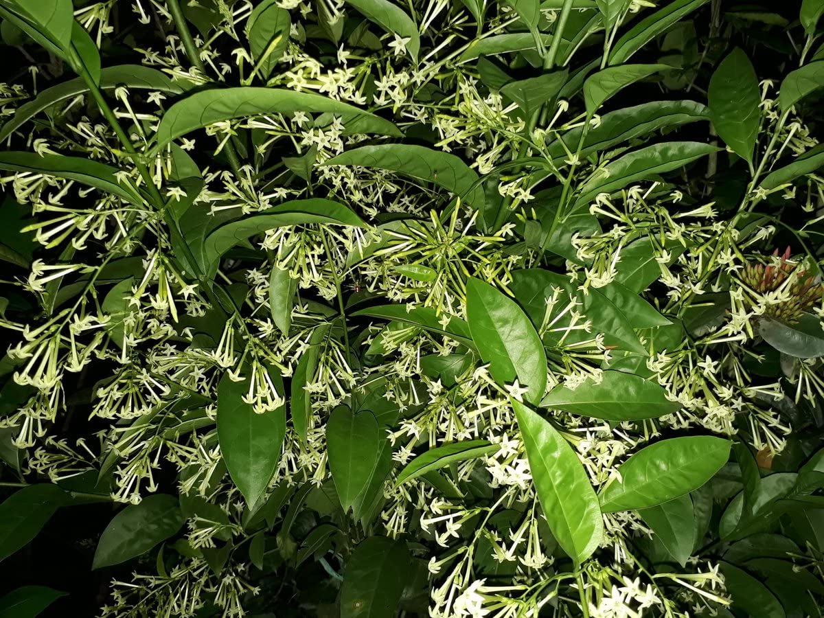 Green Horizon Hasnuhana/Rat ki Rani/Hasnahana/night blooming jasmine flower plant (1-1.5 Ft Size) (B0BMXVJS27) Amazon Price History, Amazon Price Tracker