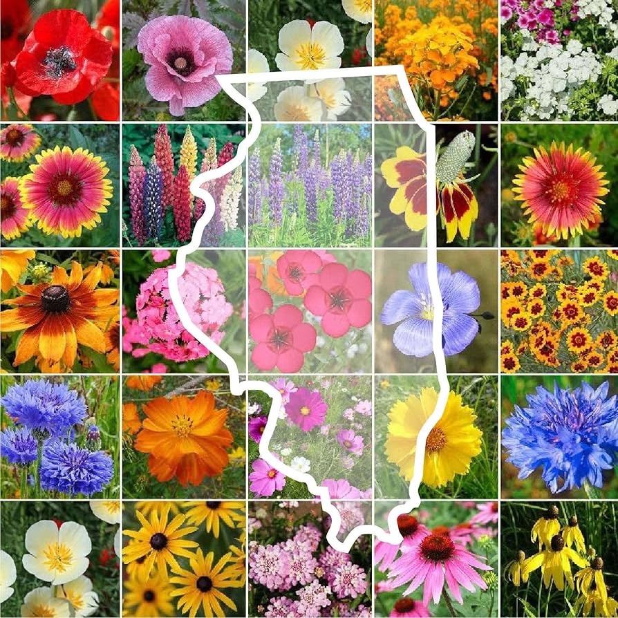 Amazon.com : Eden Brothers Illinois Wildflower Mixed Seeds