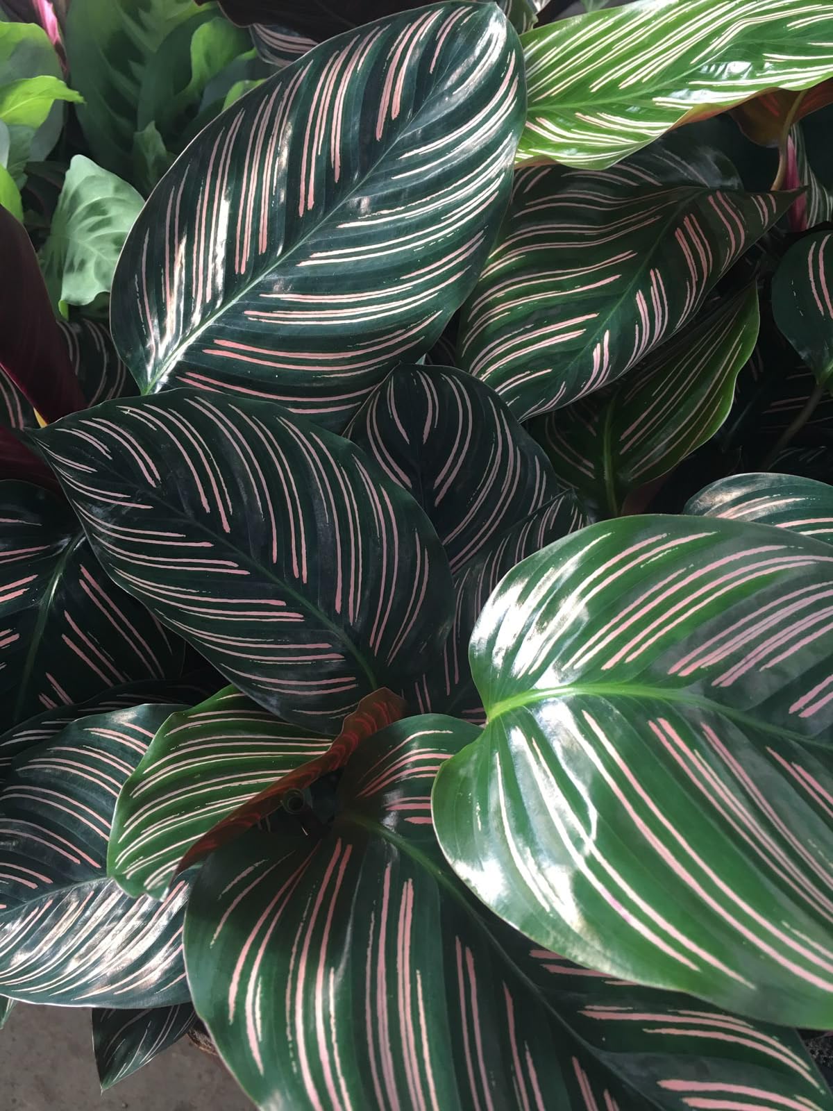 Pink Pinstripe Calathea (Calathea ornata) – 1 Live Plant per Pack – Air Purifying Indoor Prayer Plant for Home & Office-picture-18