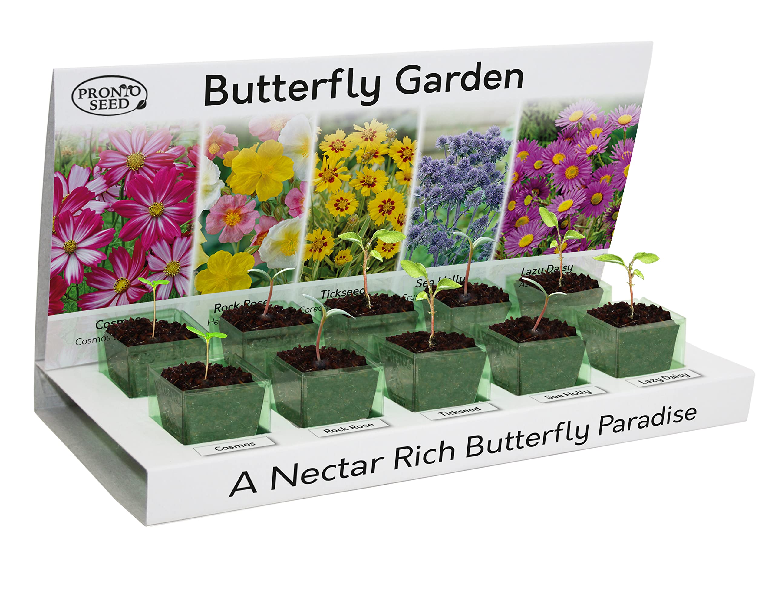 Buy Pronto Seed Grow Your Own Flowers Indoor Kit EcoFriendly 5