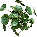 Chinese Money Plant Live - Pilea peperomioides Live Plant | Easy Care Indoor Houseplant | Air Purifying | 4-Inch & 6-inch Pot Available | California Seller (4
