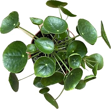 Chinese Money Plant Live - Pilea peperomioides Live Plant | Easy Care Indoor Houseplant | Air Purifying | 4-Inch & 6-inch Pot Available | California Seller (4" Pot, One Small Plant)
