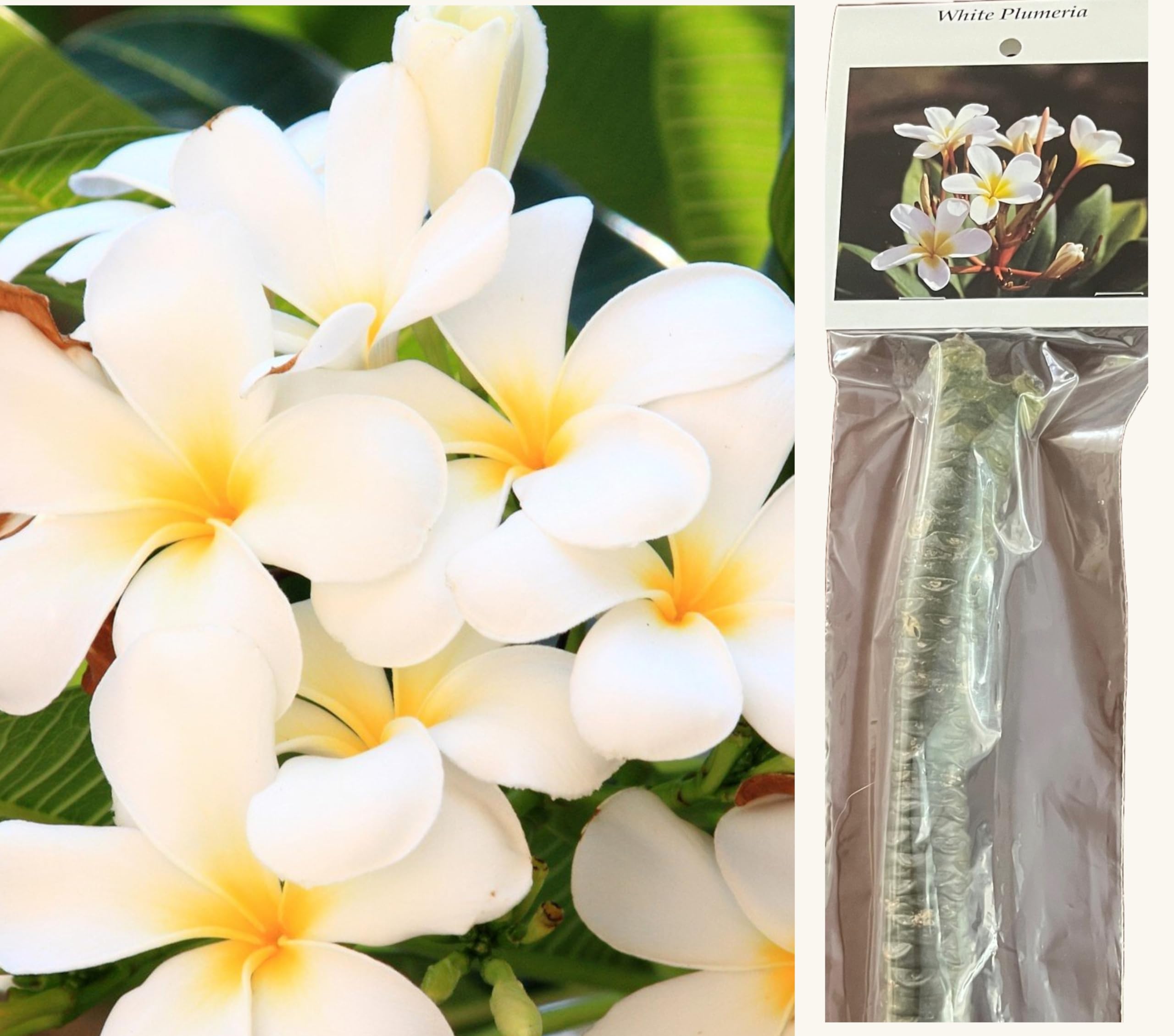 plumeria ページ Amazon.com : White Plumeria Slip Grown on Big Island Hawaii