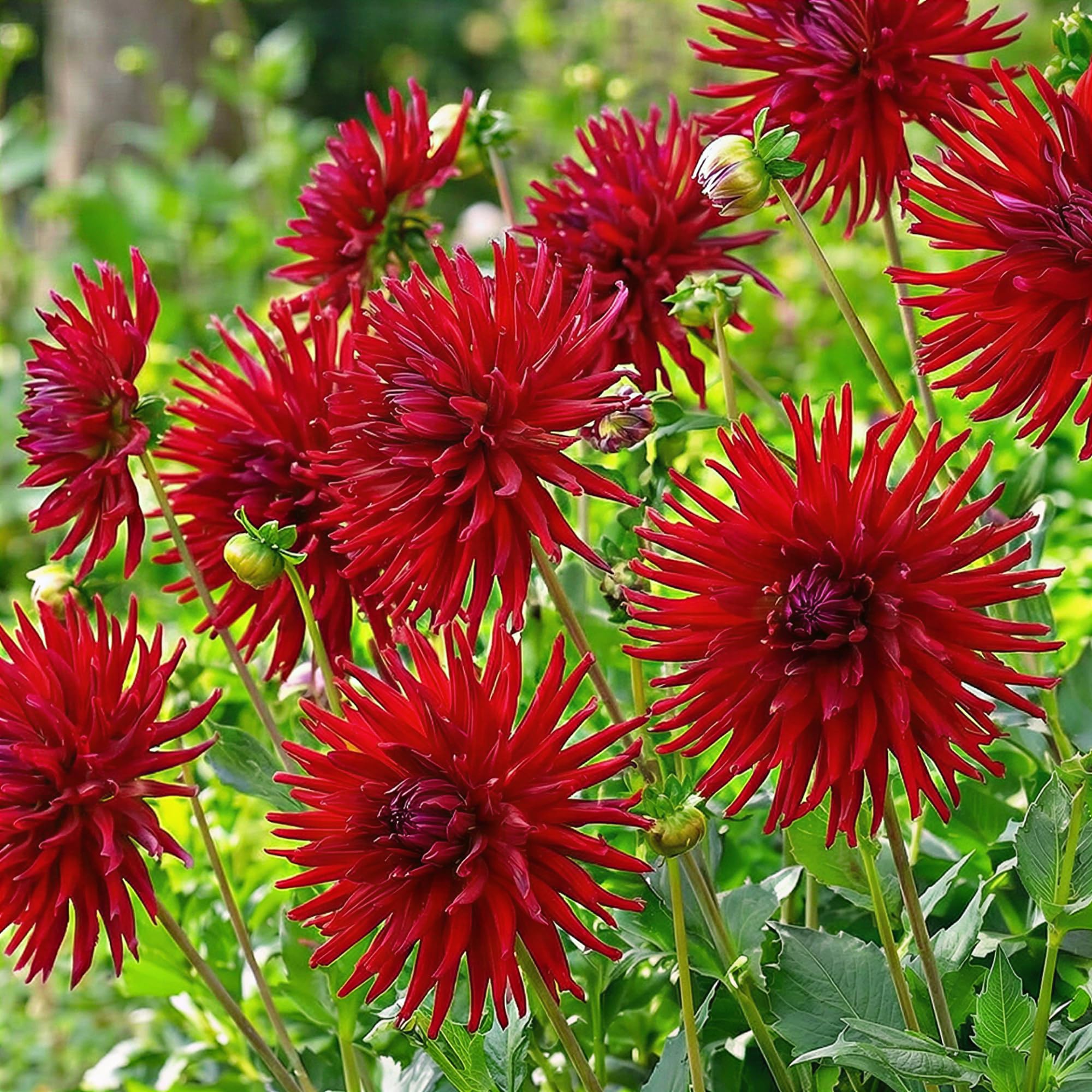 Dahlien Knollen - 5 Zwiebeln - Kaktus Dahlie Rot Blumenzwiebeln - Echte Pflanzen aus Holland - Für Garten, Töpfe und Balkon (kein Samen, nicht künstlich, nicht winterhart)