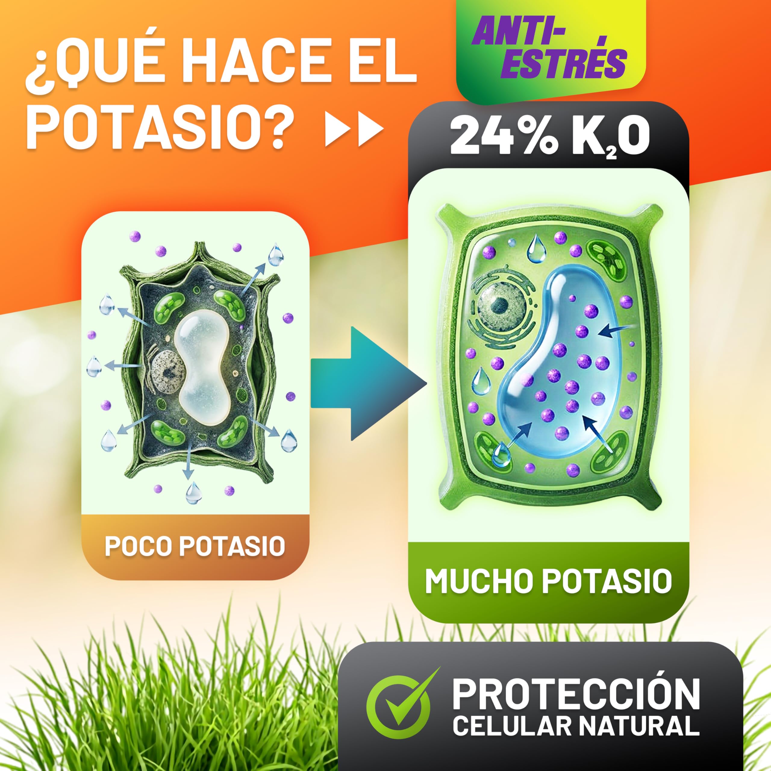 GRÜNTEK Abono Césped Otoño Invierno Verano Anti-Estrés NPK 15-5-24 – Fertilizante Césped Larga Duración 3 Meses, Protección Calor Sequía Heladas – Abono Universal Jardín Tomates Fresas Rosales 5 kg