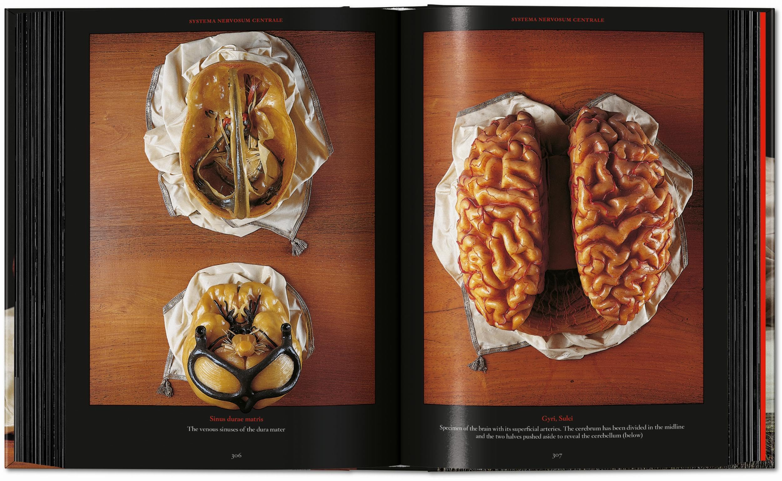 Anatomical Waxes. 45th Ed. (45th Edition)