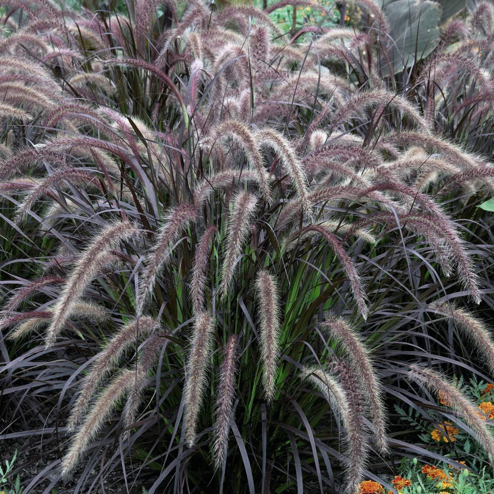 Pennisetum ‘Rubrum’, Hardy Perennial in 9cm Pot x 1 by Thompson and Morgan