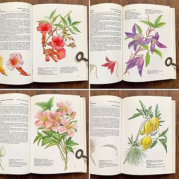 ドイツの植物画集　植物図鑑　ボタニカルアート Amazon.co.jp: ドイツの古い植物図鑑(PFLANZEN IN GARTEN UND