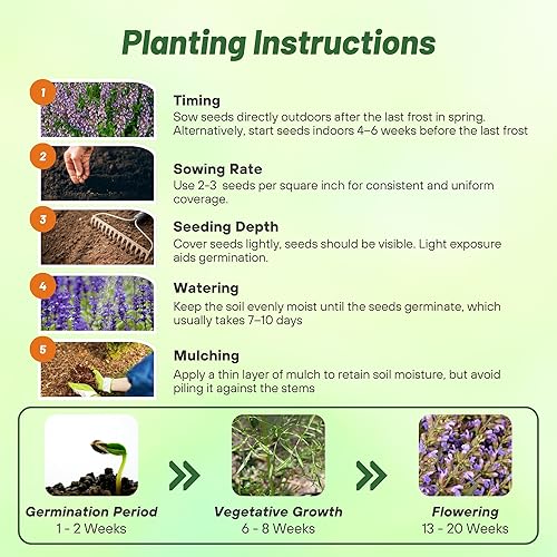 Miniatura 5 de Outsidepride Semillas de salvia clara, 2000 unidades. Semillas de hierbas bienales, fáciles de cultivar y de bajo mantenimiento para plantar flores