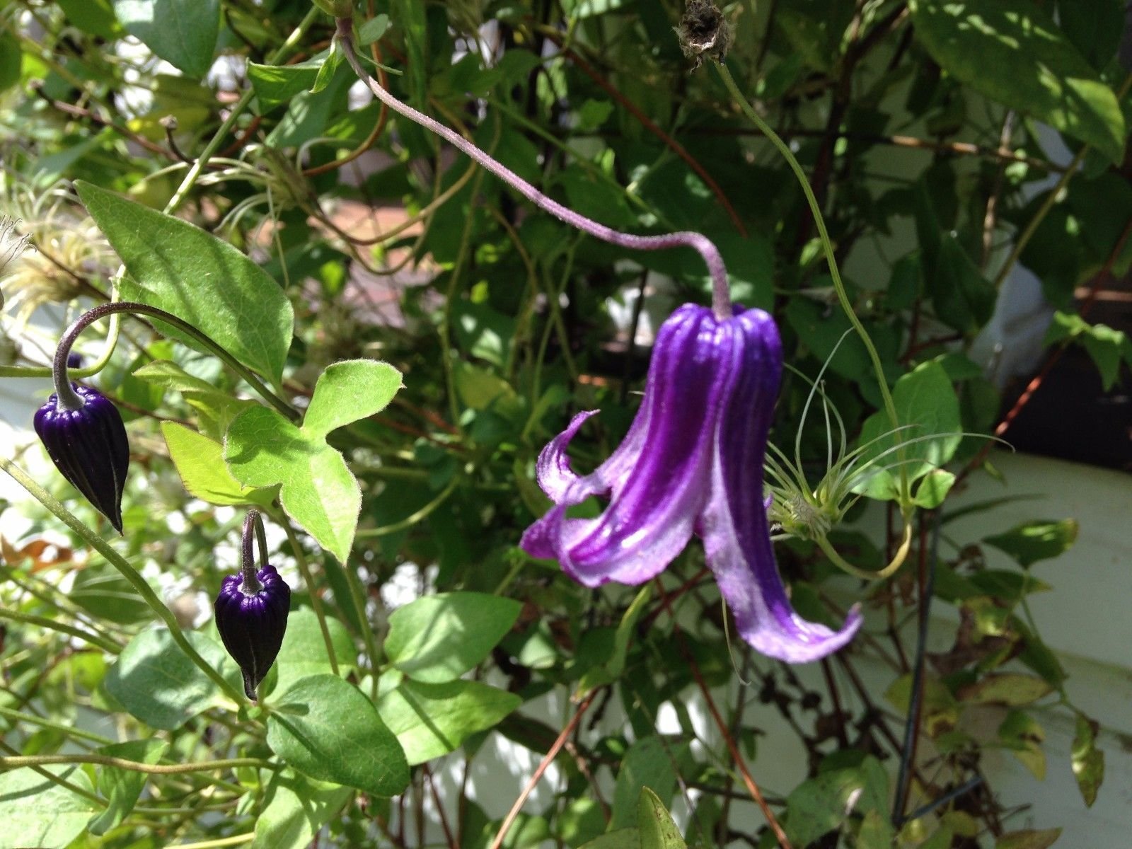 Clematis 'Rooguchi' Rare 10 semi
