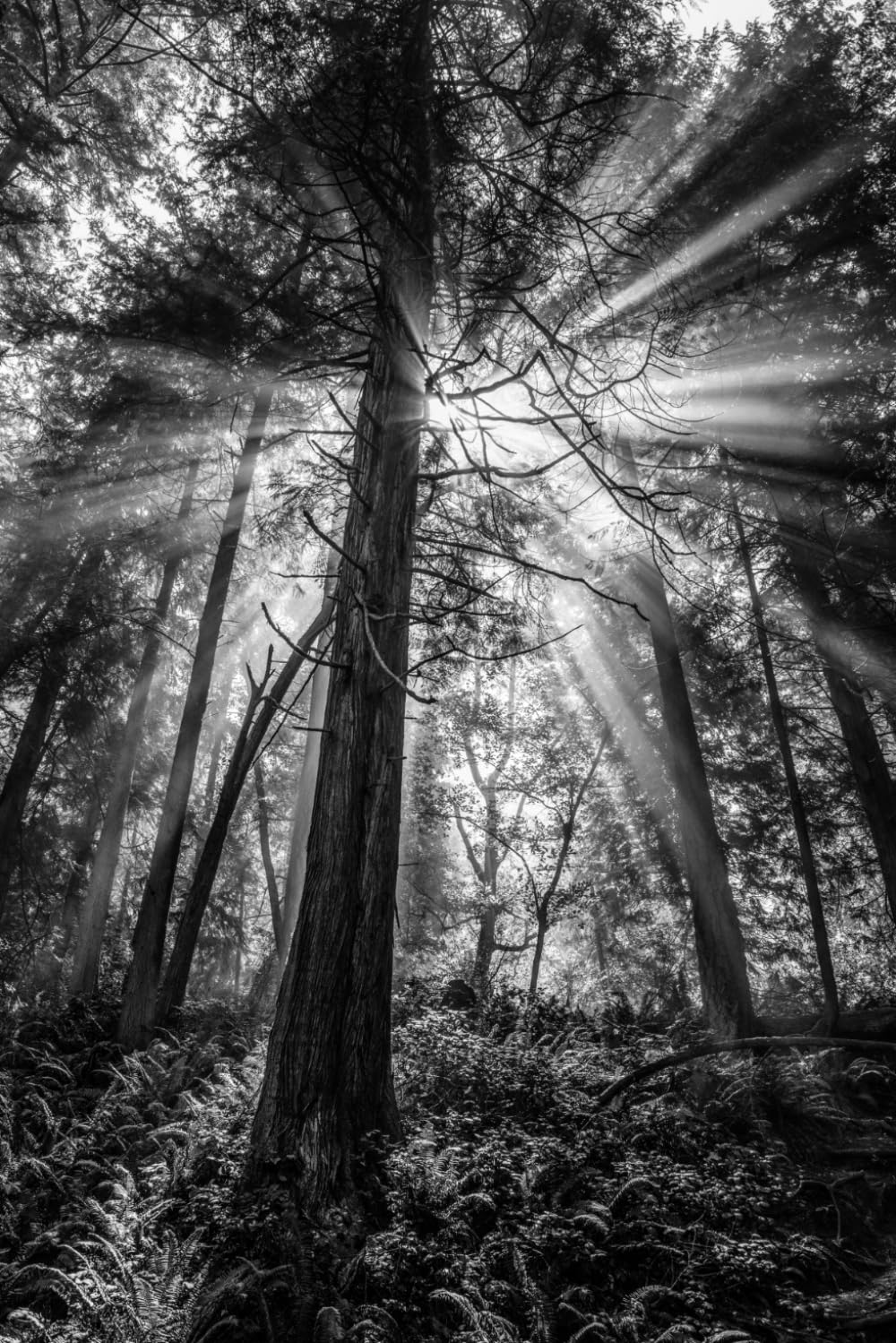 Of Prayer and Pondering