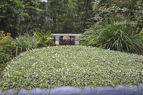 Miniatura 3 de Jazmín asiático abigarrado mínimo - 20 plantas vivas - Trachelospermum Asiaticum 'variegatum' - Evergreen Groundcover