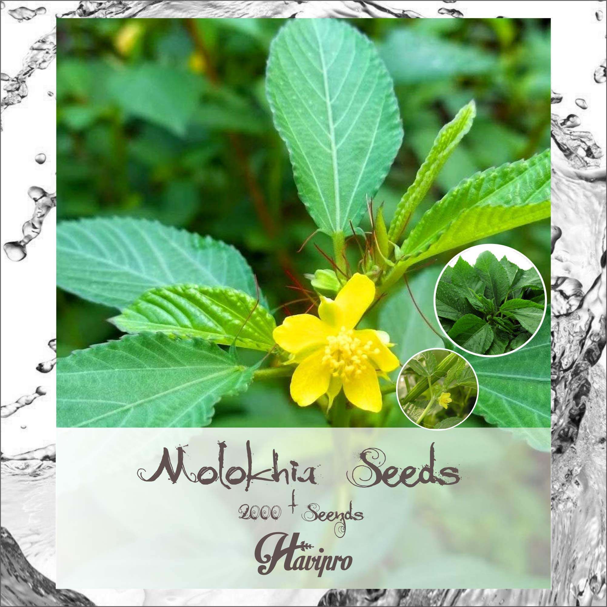 Buy MOLOKHIA Seed Egyptian Spinach Jute Leaf Mallow Saluyot 2000+ NonGMO High