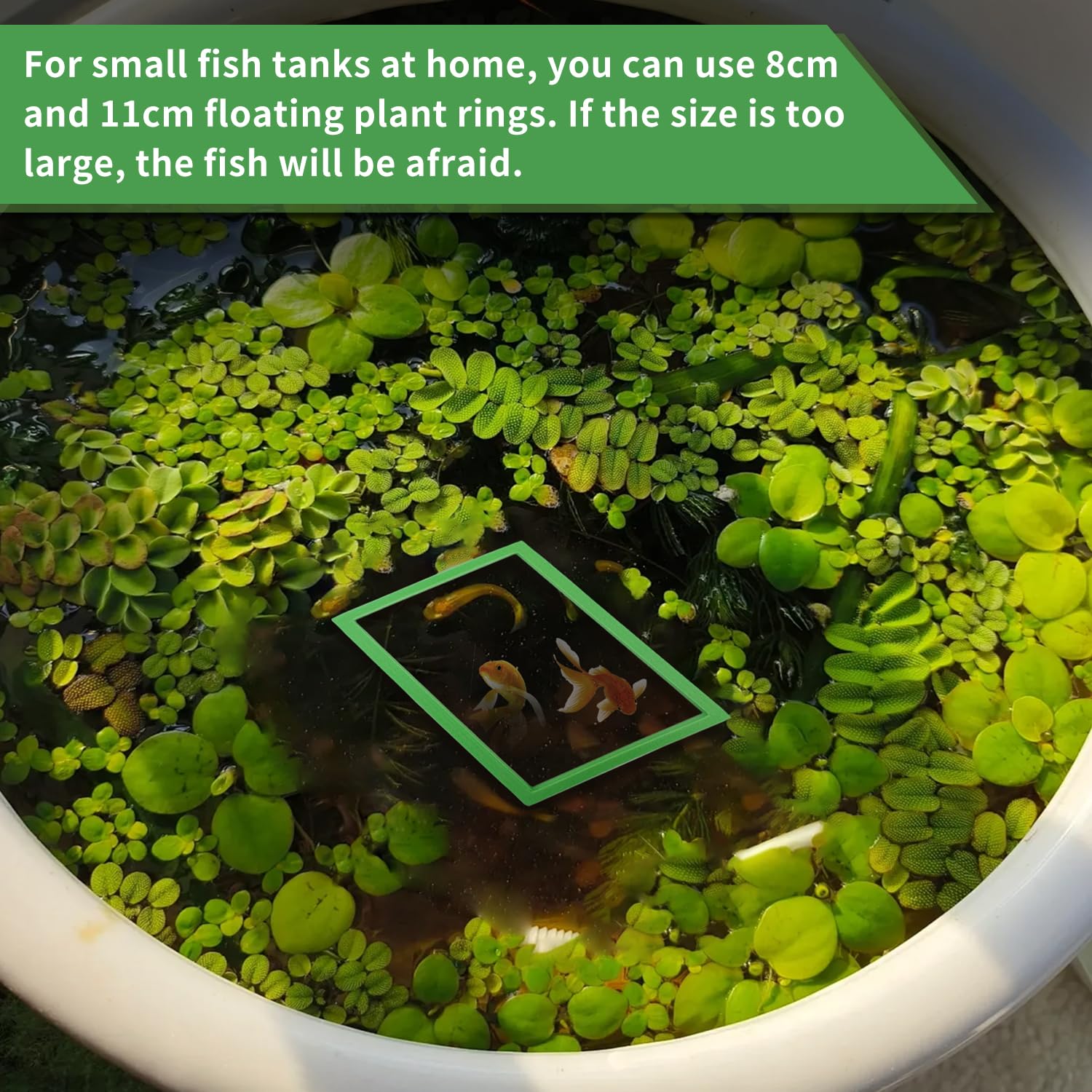 10 Pièces Anneaux de Plantes Flottantes d'Aquarium, Ronds et Carrés Anneaux d'alimentation pour Poissons 5 Tailles Corral de Plantes Flottantes Anneau de Plantes d'Aquarium