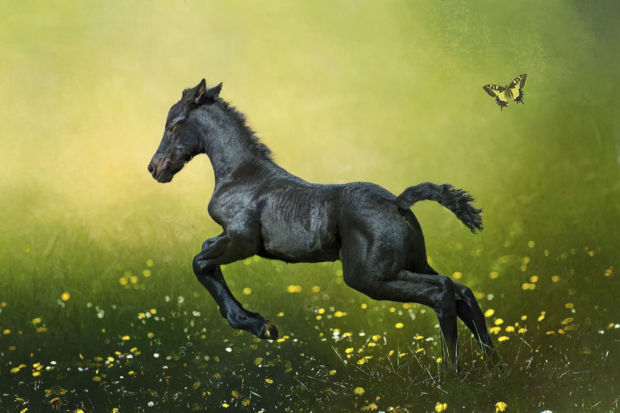 Black Colt in Flowers Quilt Panel - AHS-047 - Size 20.5