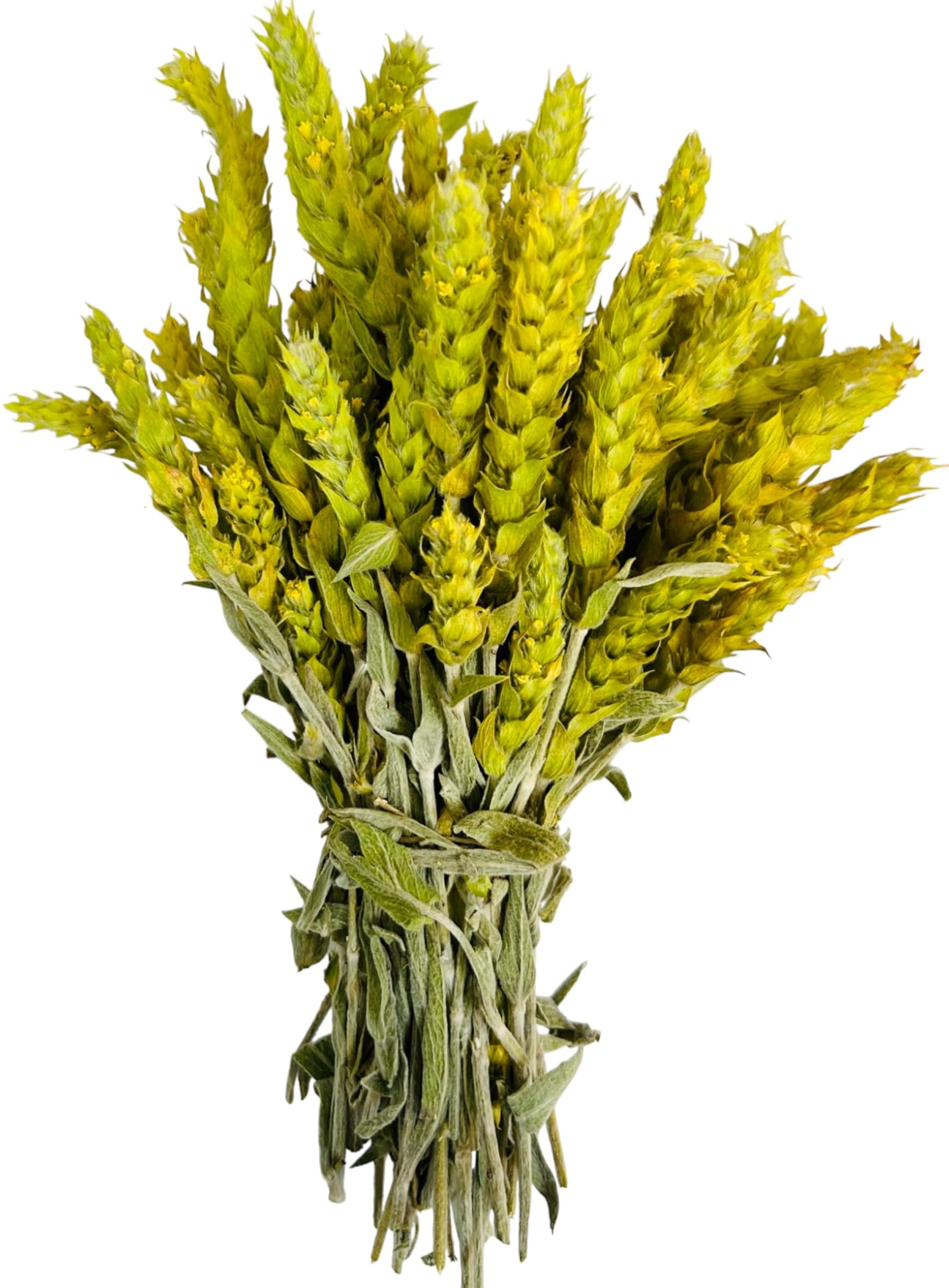 Zertifizierte Bio Griechischer Bergtee Sideritis Scardica 220g - 5kg Premium Qualität (950 grams)