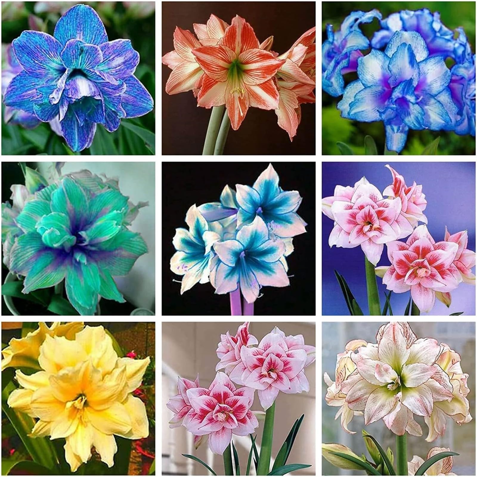 Amaryllis for Planting Now UK Excellent Perennial Display Plant Bulbs Good for Containers Natural Organic Ornamental Greening Flower Easy Plant-1bulb-G