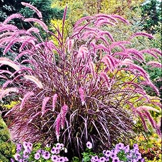 2 Purple Fountain Grass Plants Live Clump, Ornamental Grasses Live Plants Perennial, 5-9 Inch Height