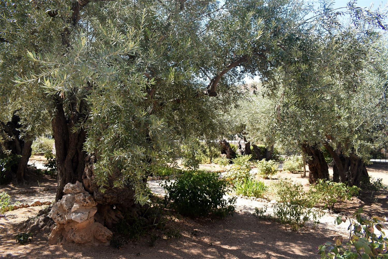 BELECO 15x10ft Fabric Ancient Olive Trees Backdrop Garden of Gethsemane,Mount of Olives in Jerusalem,Israel Background Christian Religious Belief