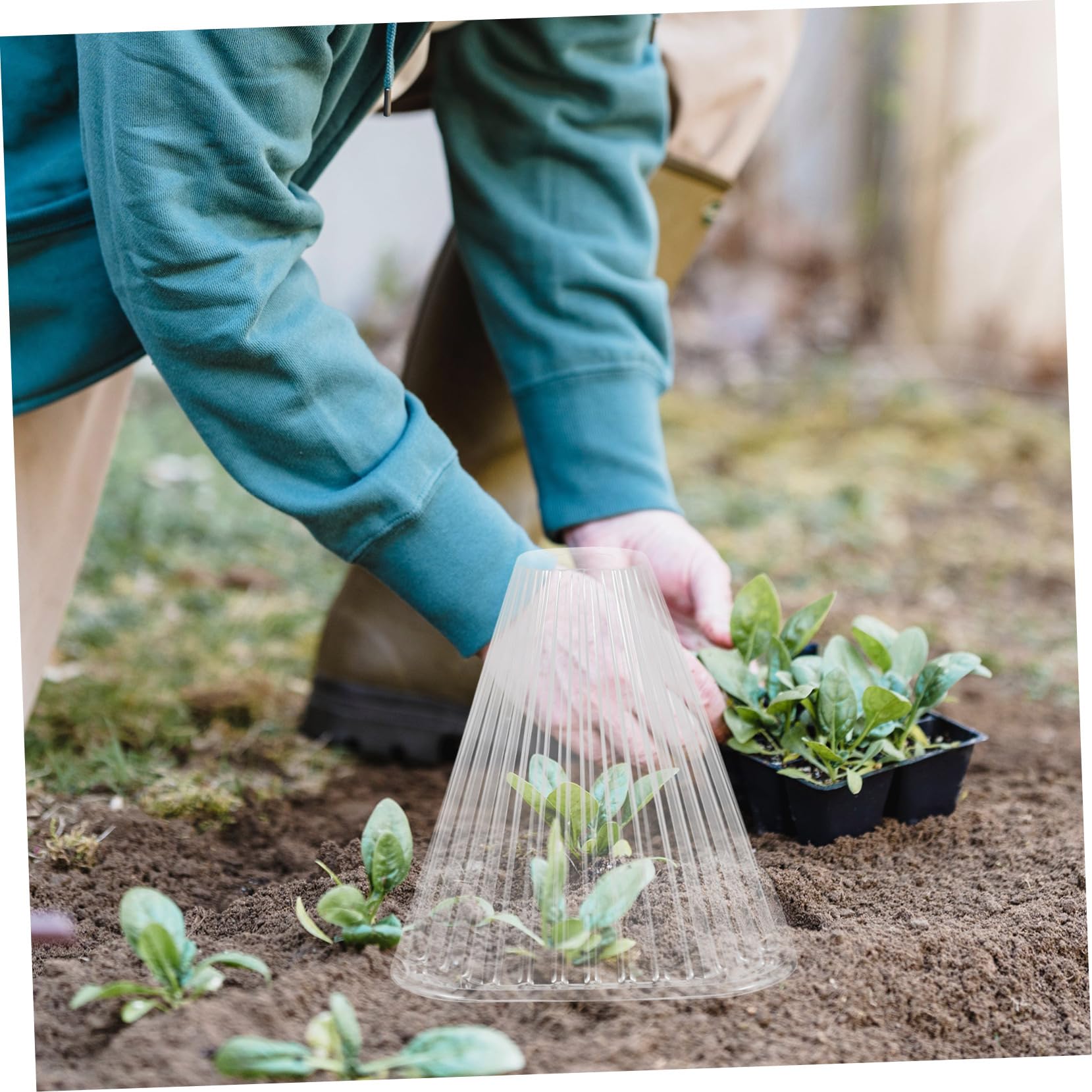 Cloche de Jardin Conique 10 Pièces en Pet pour Protection des Semis