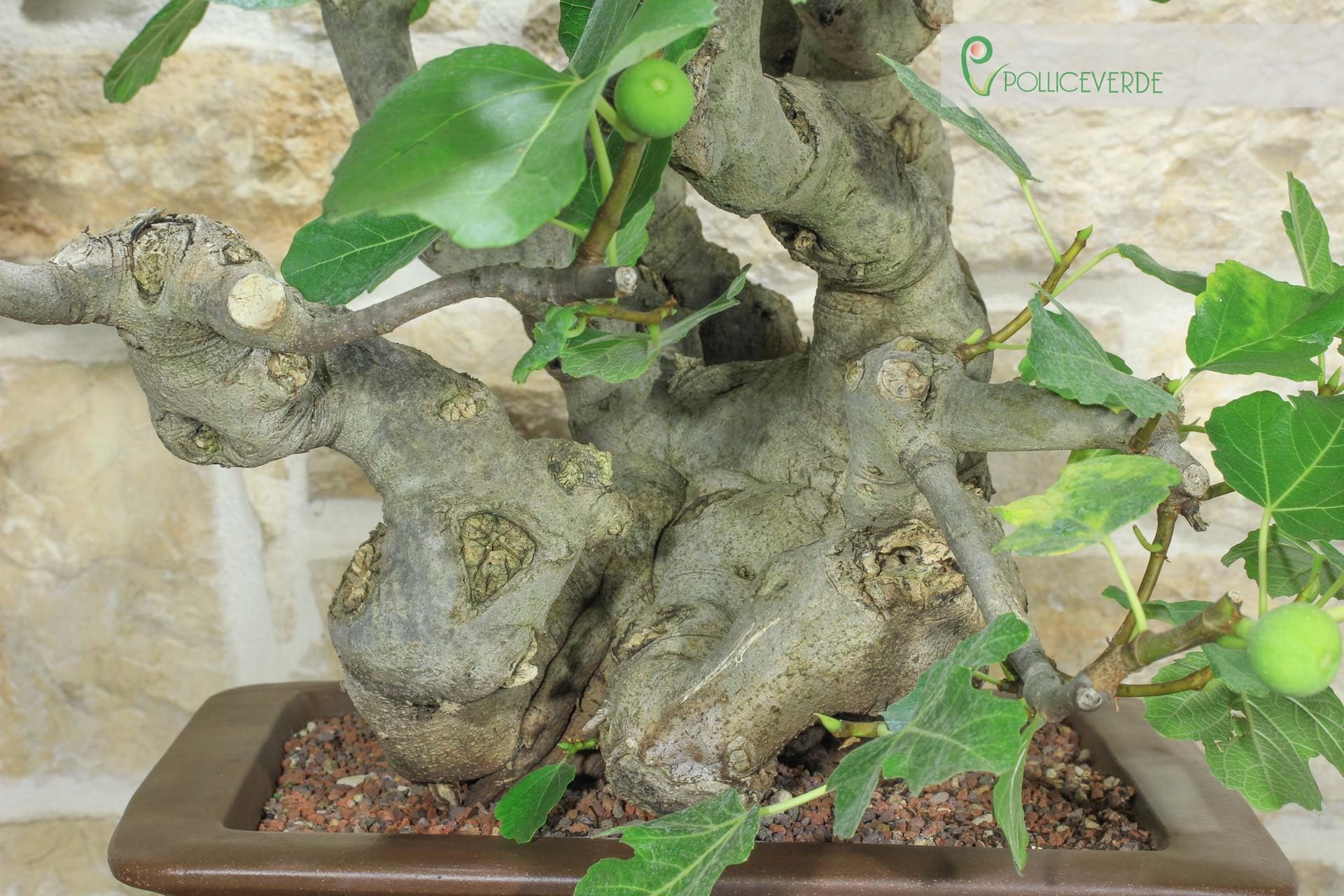 Bonsai di Fico (82)