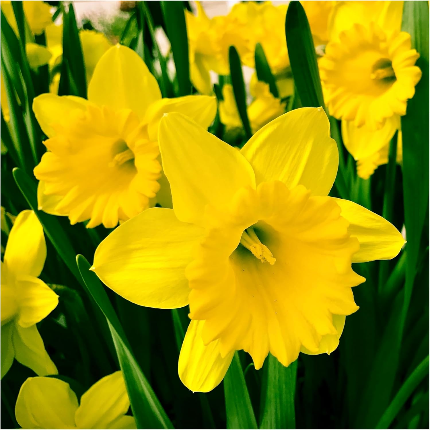 40 x Daffodil Bulbs King Alfred Yellow Traditional Trumpet Narcissus