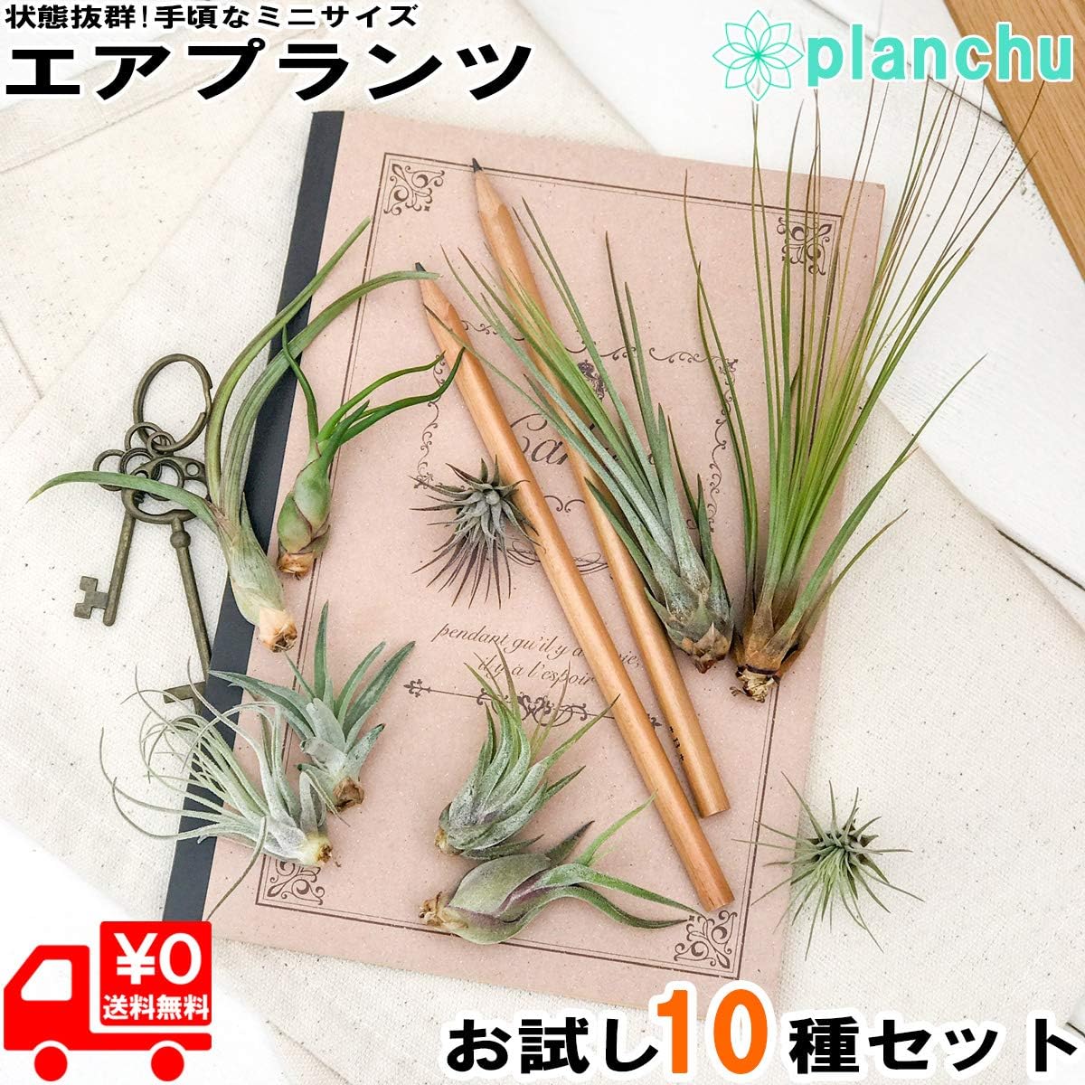 Amazon Co Jp エアプランツ チランジア お試し10種セット エアープランツ ティランジア 初心者向き Tillandsia ブロメリア ホーム キッチン Amazon Co Jp エアプランツ チランジア お試し10種セット エアープランツ ティランジア 初心者向き Tillandsia ブロメリア ホーム キッチン