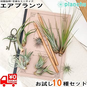 【健太郎】ティランジア2点セット 健太郎】ティランジア2点セット STORES エアープランツの検索結果