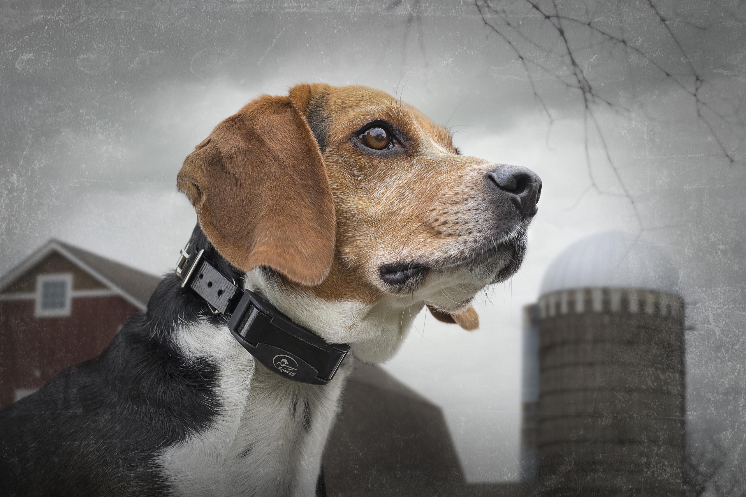 SportDOG - Collier Anti-Aboiement pour Chien Rechargeable NoBark, Waterproof, Rechargeable, jusqu'à 200 heures d'autonomie, 3 modes d’apprentissage, pour chien de plus de 3,6 Kg