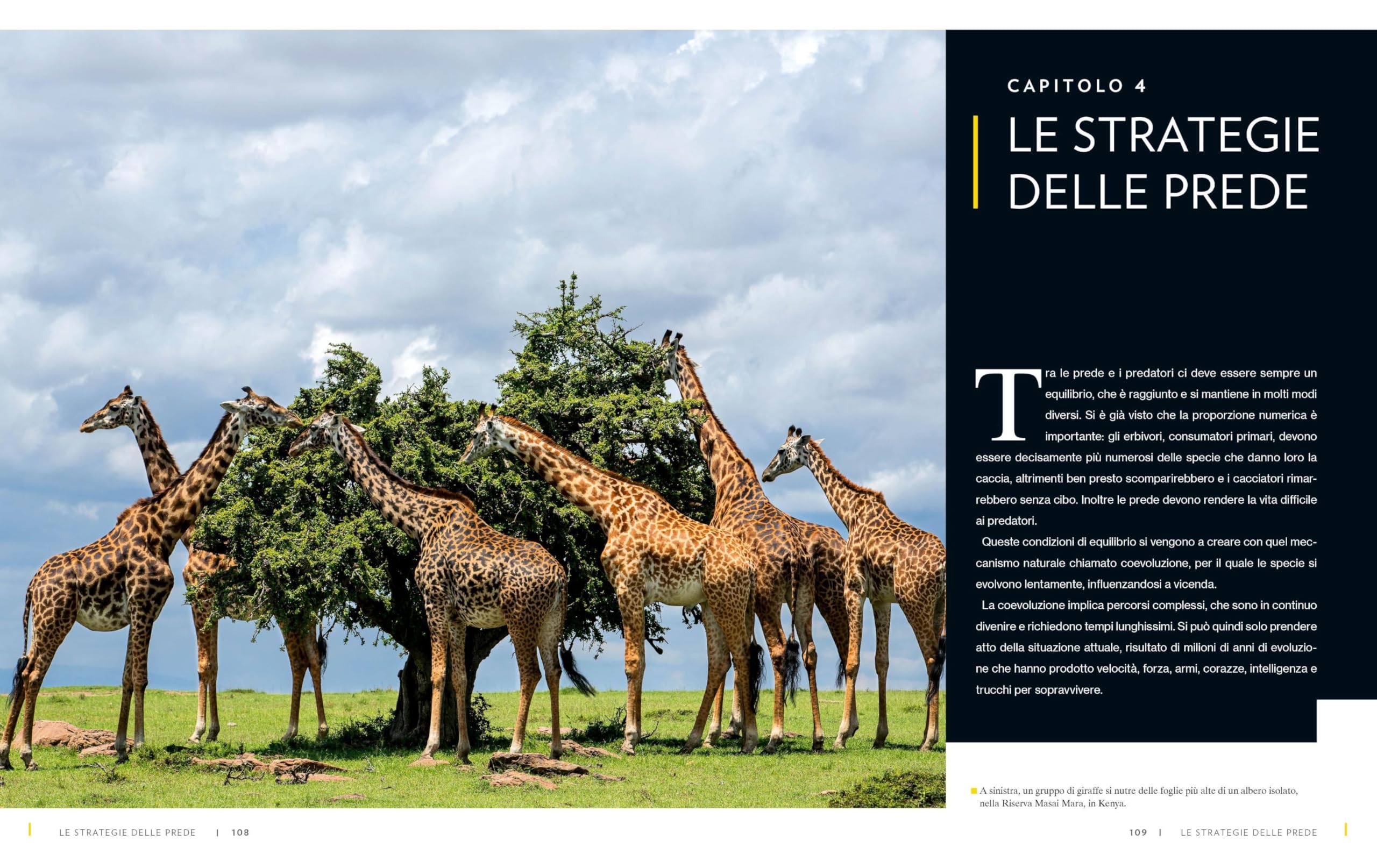 Animali della savana. Il pianeta vivente