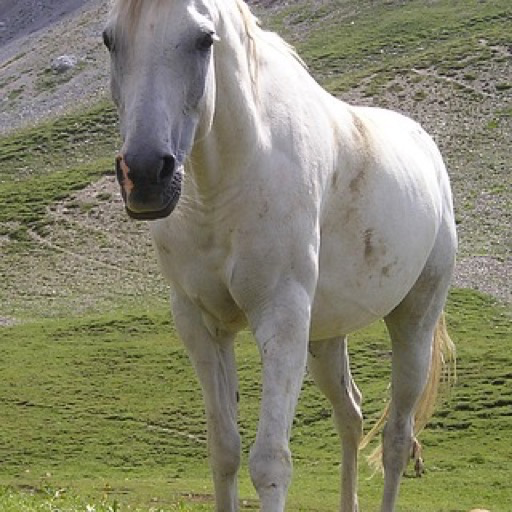 100% Hand selectedwhite horses wallpapers