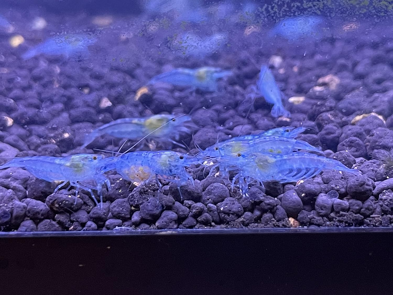 Generic Blue Velvet Shrimp Aquarium Neocaridina Inverts RCS Blue Jelly Shrimp (20 Shrimps (+2))