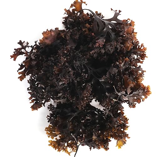 VITAMINSEA Algas marinas secas de musgo marino irlandés | Algas marinas salvajes del Atlántico Norte para aperitivos, condimentos, sopas y ensaladas