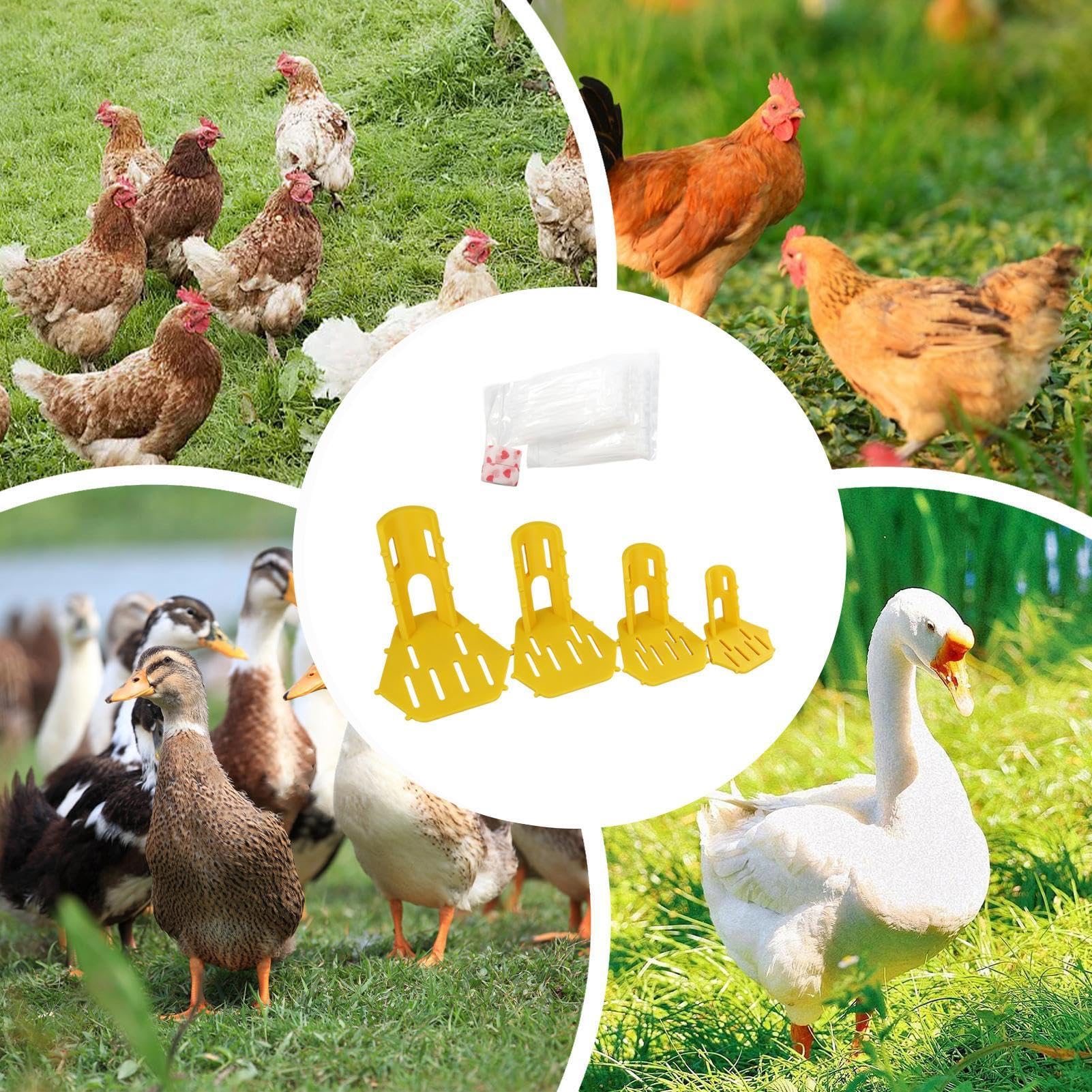 Ensemble d'attelles de jambe de volaille – Orthèse confortable réutilisable en ABS pour pattes de poulet et canard