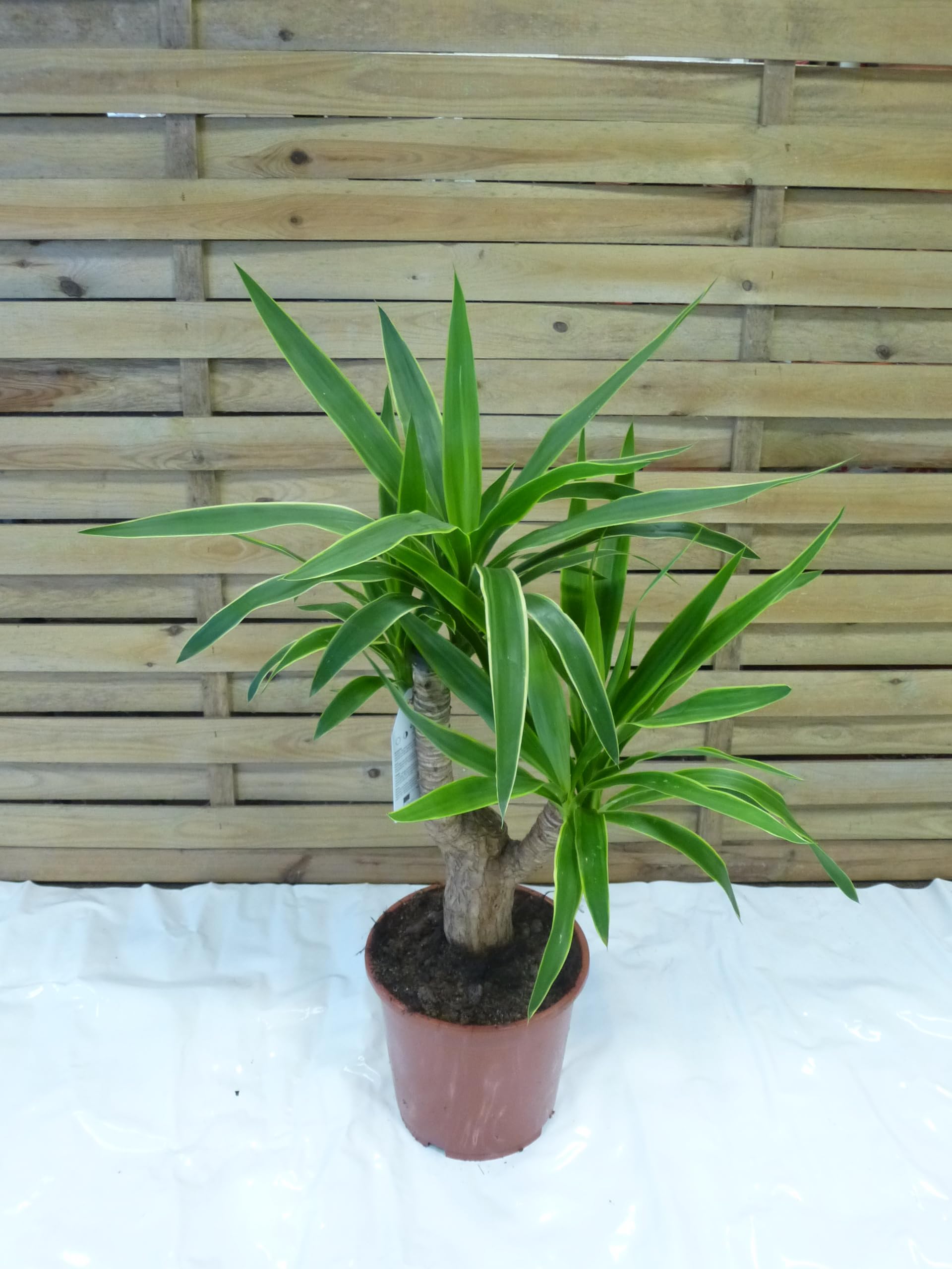 Palmenlager] Yucca elephantipes Puck 80-90 cm - verzweigt - dicker Stamm -  / Yucca-Palme/Zimmerpflanze : Amazon.de: Garten
